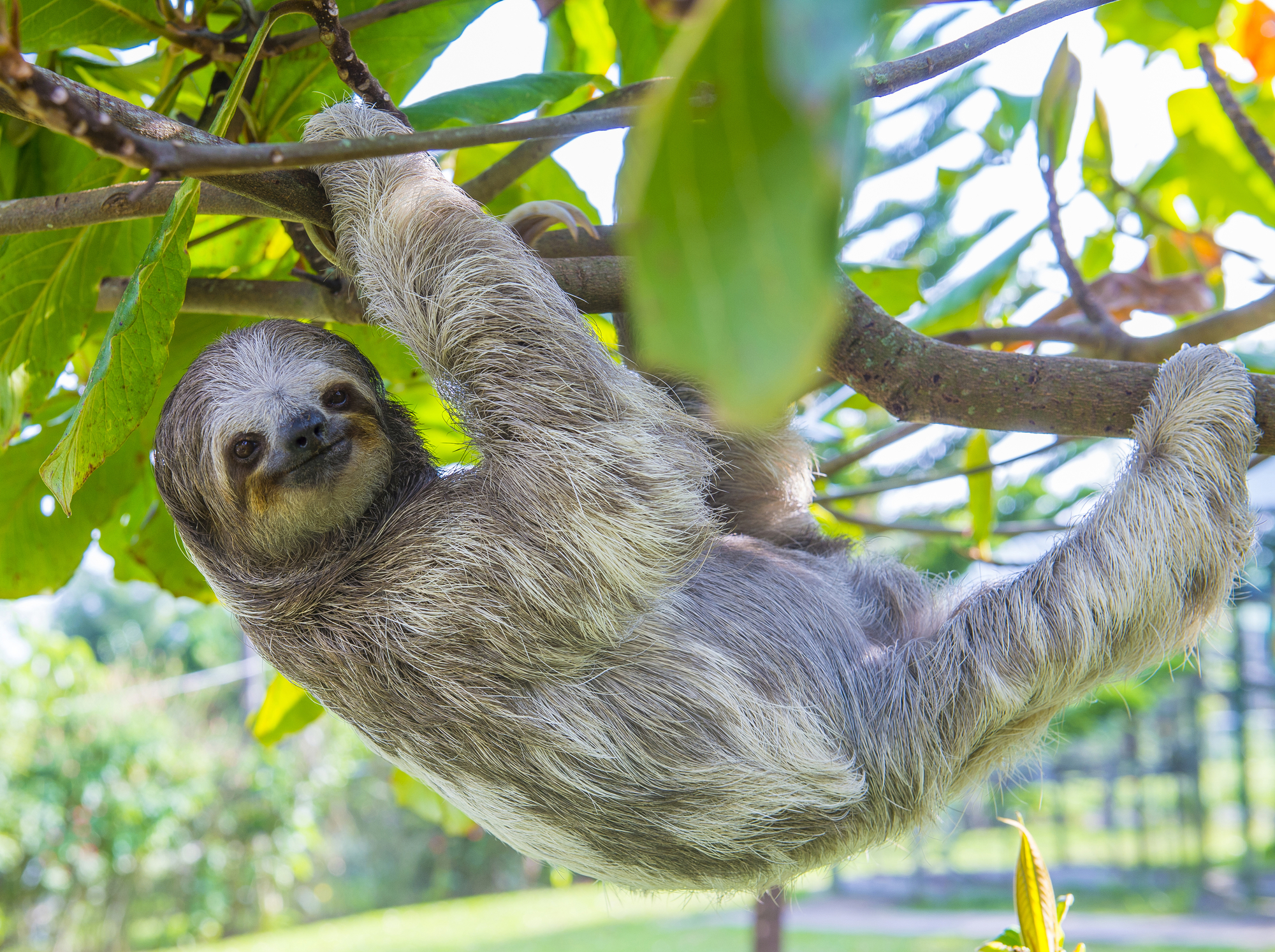 Sloth climbing tree