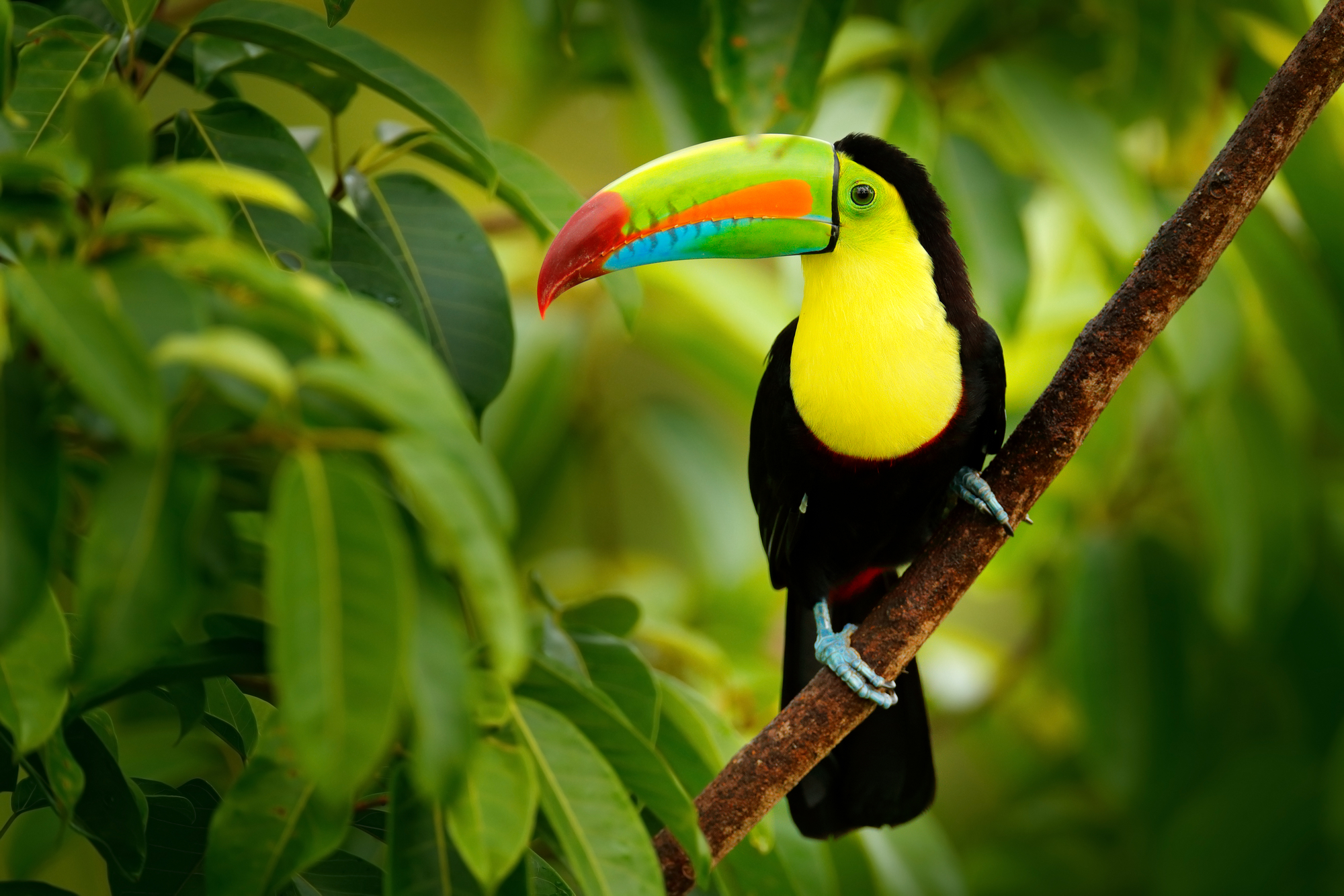 Toucan perched on branch