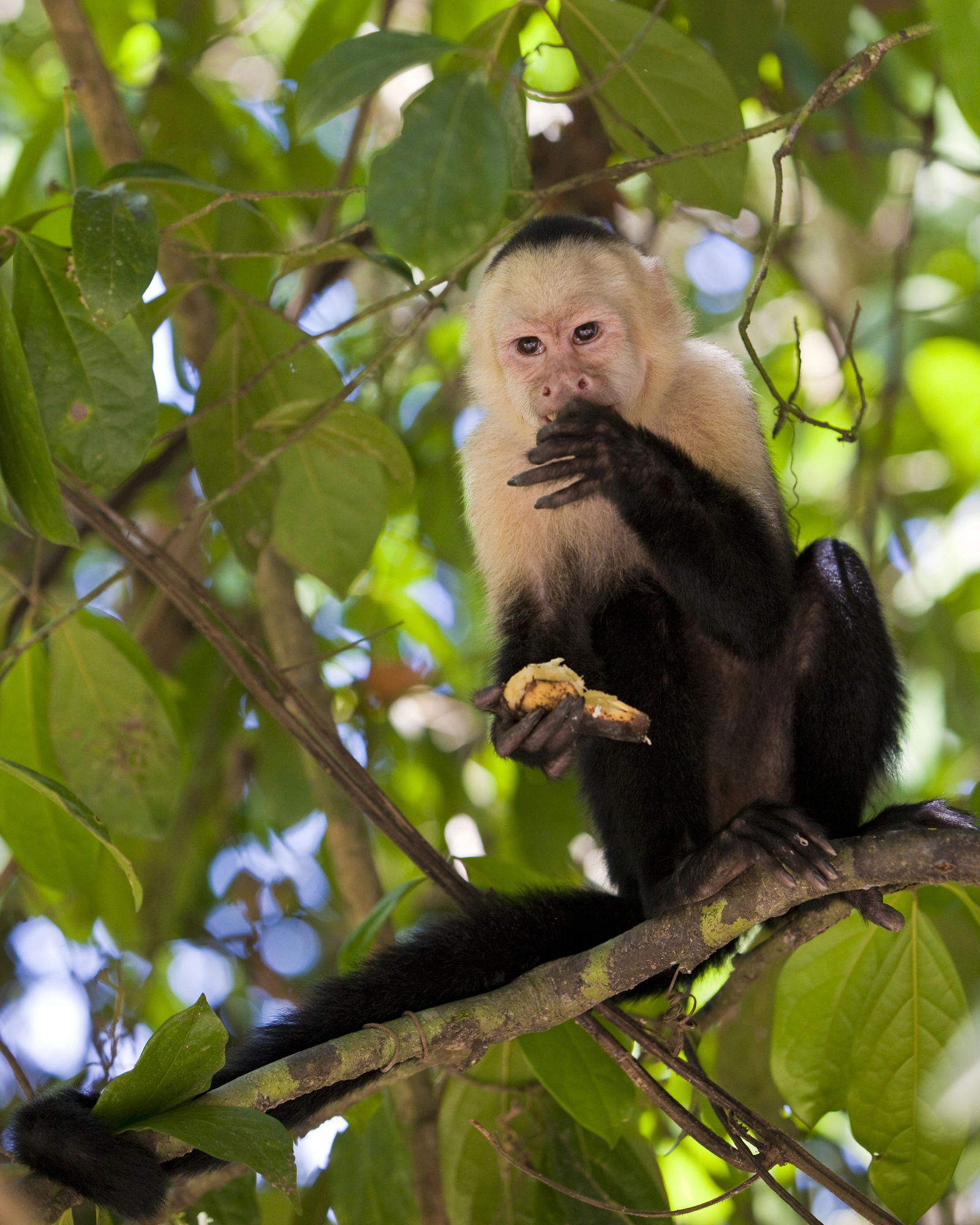 Monkey eating in tree