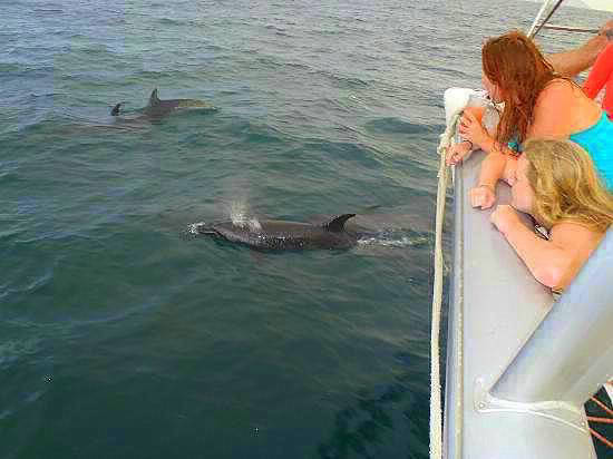 dolphins beside the boat in playa flamingo