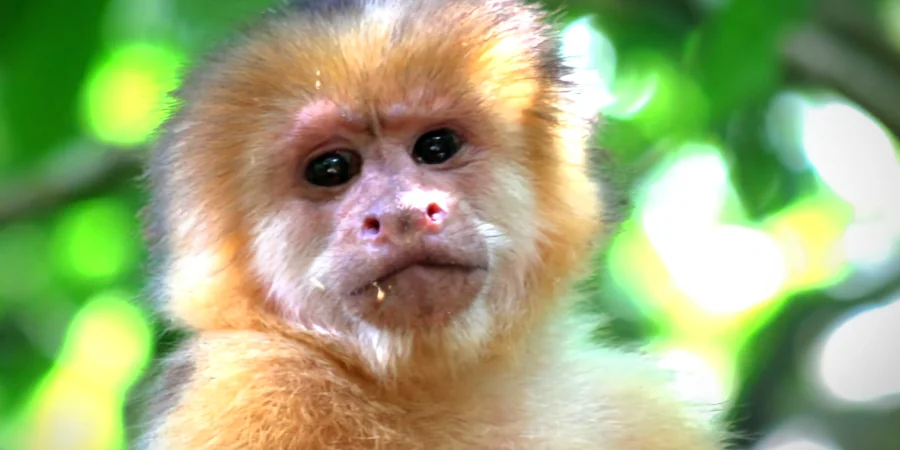 White faced capuchin monkey in Palo Verde National Park Costa Rica wildlife tour