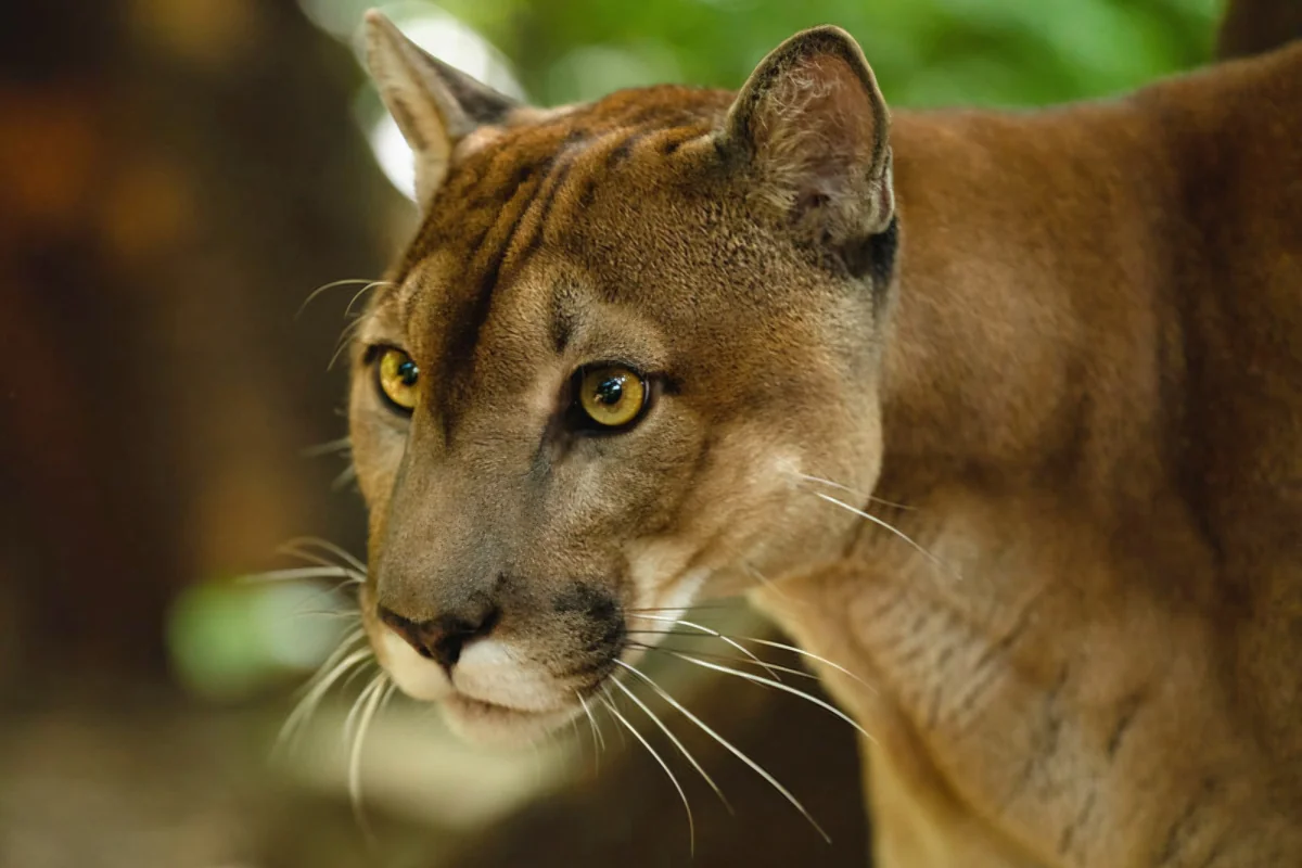 Rescued puma walking through jungle habitat at Las Pumas Rescue Center in Guanacaste Costa Rica