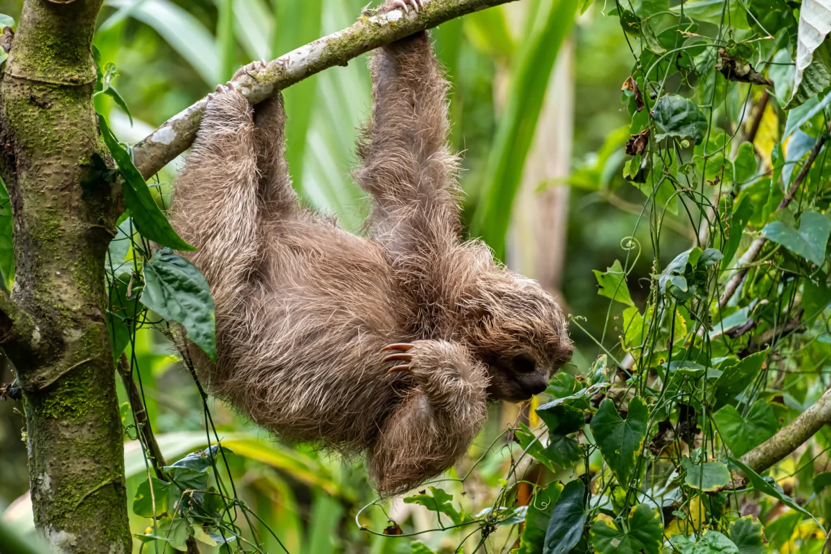 Three-toed sloth hanging from a tree in rainforest at Las Pumas Rescue Center Guanacaste Costa Rica