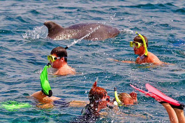 snorkel tour with dolphins Potrero beach